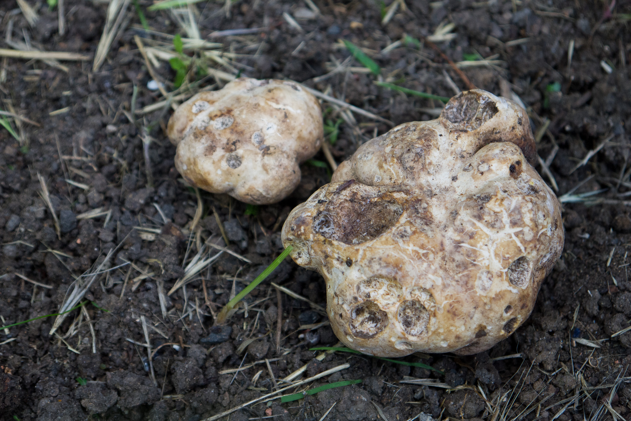  Choiromyces meandriformis